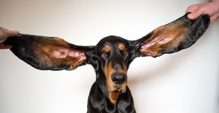 10 Long-Eared Dog Breeds You’ll Instantly Fall in Love With