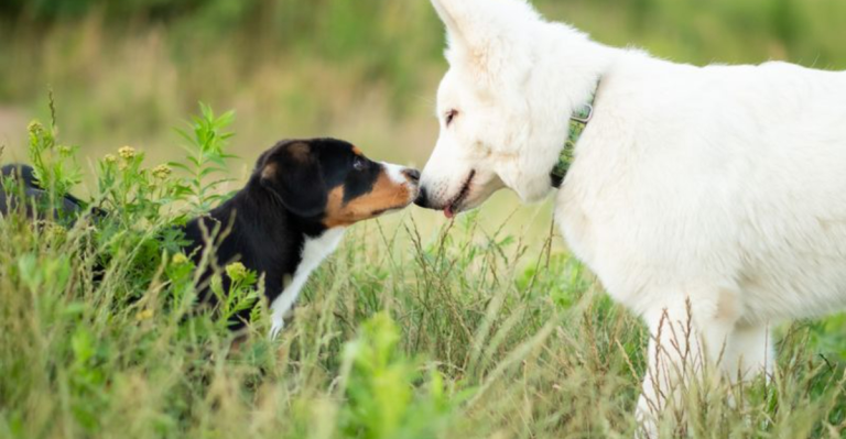10 Mistakes to Avoid When Helping Your Dog Meet Other Animals