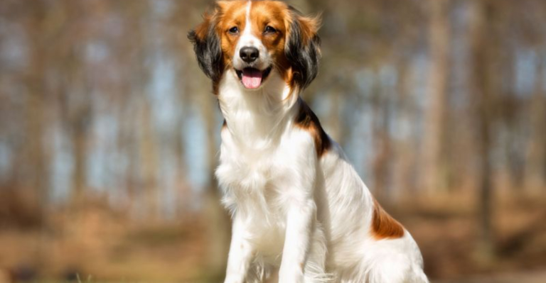 10 New Dog Breeds That Are Flying Under the Radar (For Now)
