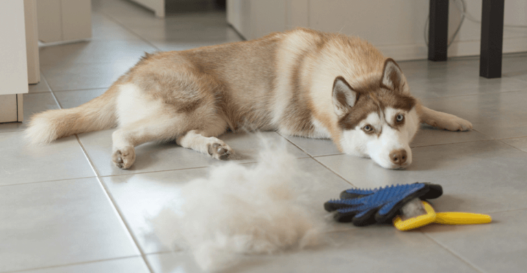 10 Popular Dog Breeds That Shed The Most & 10 That Don’t Shed Any Fur At All