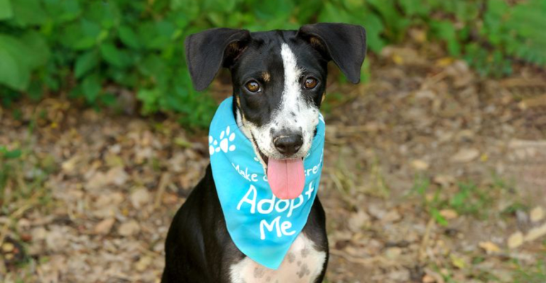10 Reasons Why Adopting A Dog Is Better Than Buying One and 5 Reasons Why It Might Not Be for You