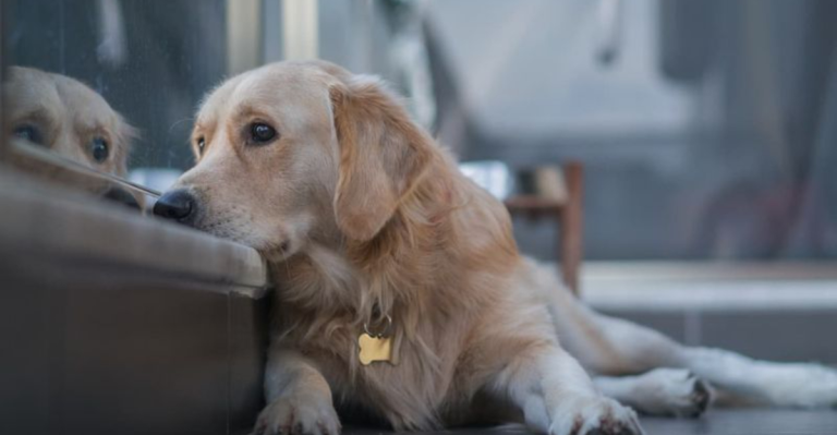 10 Signs Of A Stressed And Depressed Dog (And 5 Signs Of A Happy And Joyful Dog)