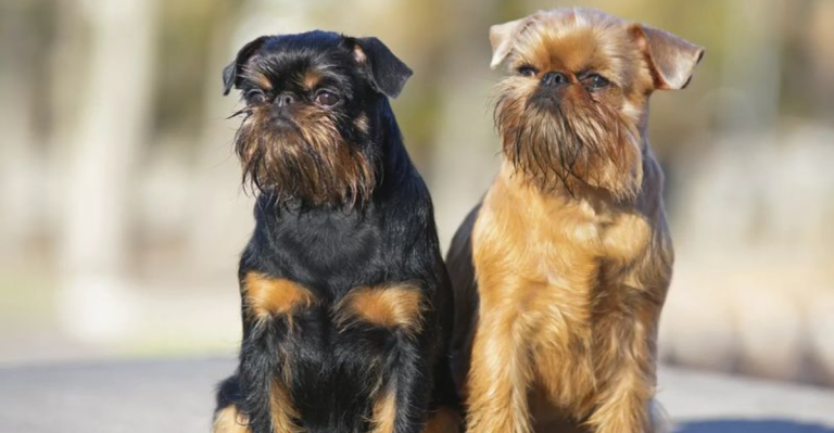 10 Small Dog Breeds That Don’t Get Along With Other Dogs & 10 Others That Are Everybody’s BFF