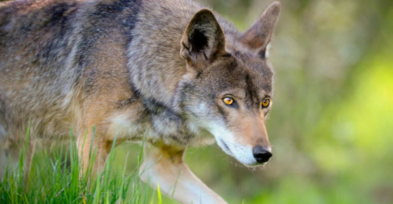 10 Wild Dogs of North America You Probably Thought Were Wolves