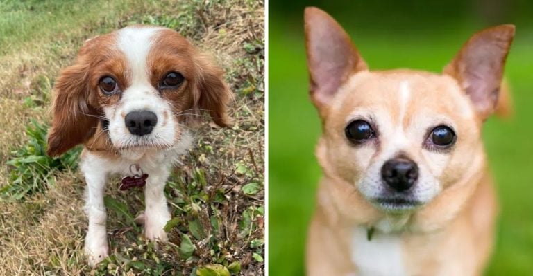 10 Adorable Dog Breeds That Never Outgrow Their Puppy Looks