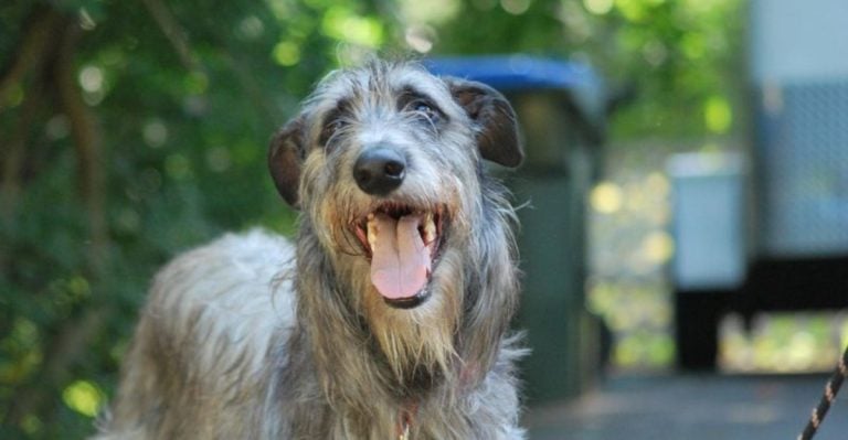 10 Beloved Dog Breeds with the Shortest Lifespans