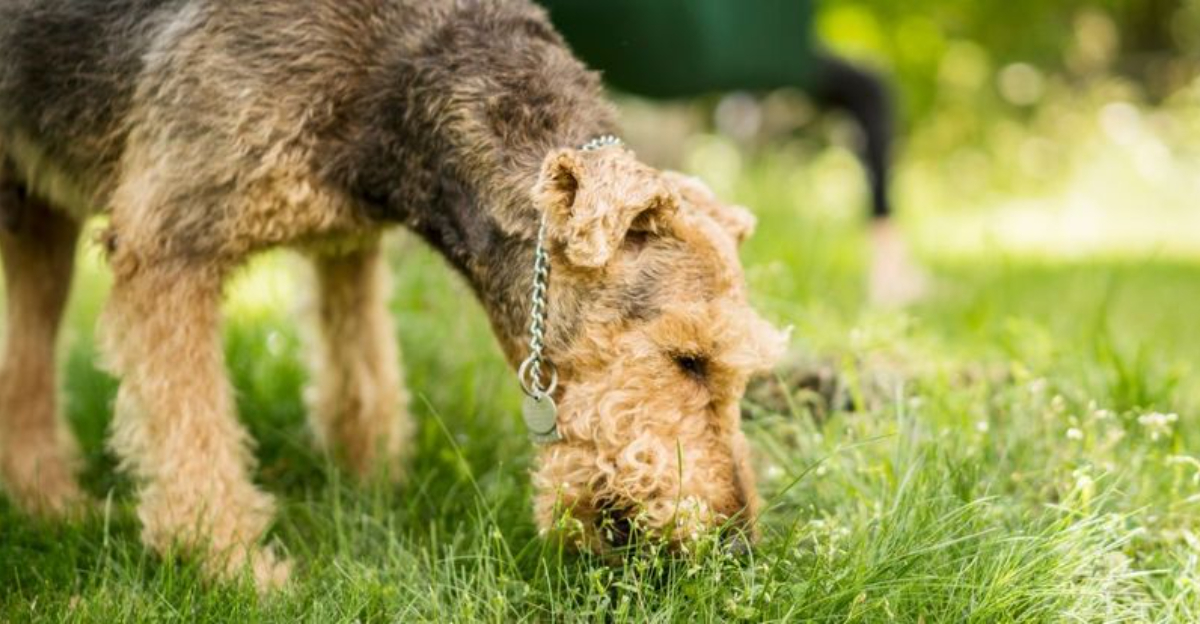 Image showcasing 10 Common Reasons Dogs Eat Grass—and What You Can Do to Stop It