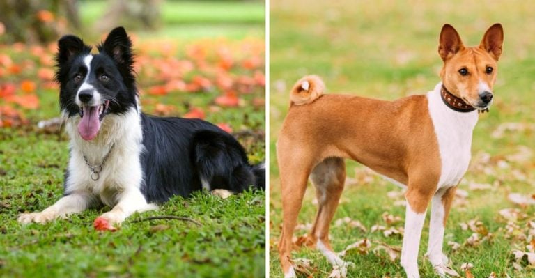 10 Dog Breeds That Always Listen and 10 That Pretend They Didn’t Hear You