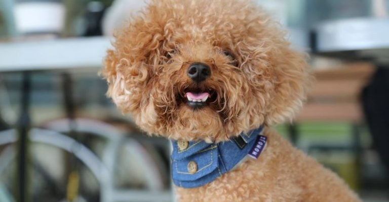 10 Dog Breeds with Angelic Behavior—And 7 That’ll Drive You Crazy