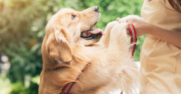 10 Dogs That Don’t Just Love You—They Adore You Completely