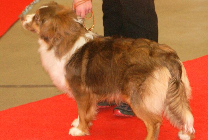 Herding Instincts Lead To Heel Nipping Without Training
