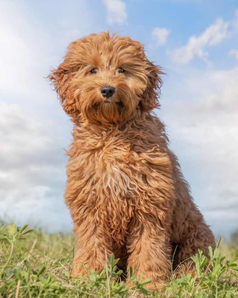 Goldendoodle – Golden Retriever × Poodle