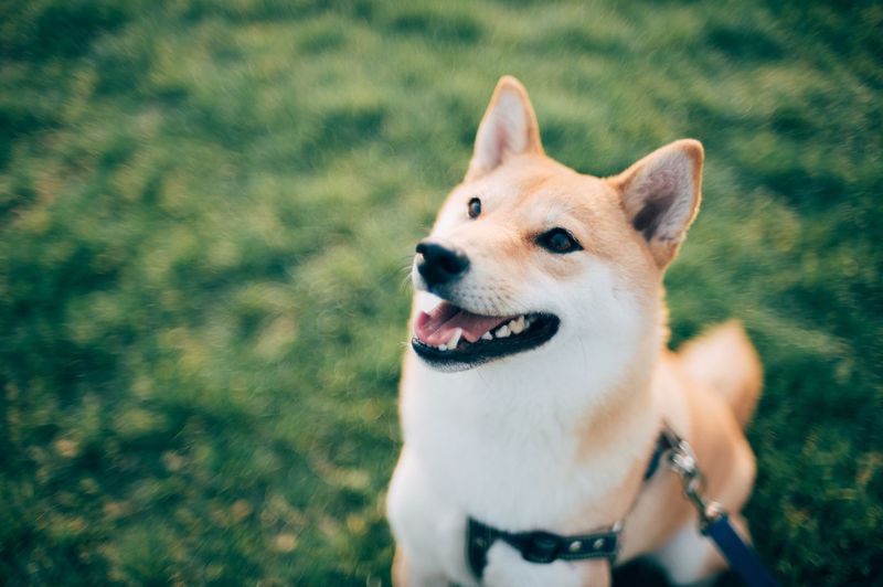 Shiba Inu