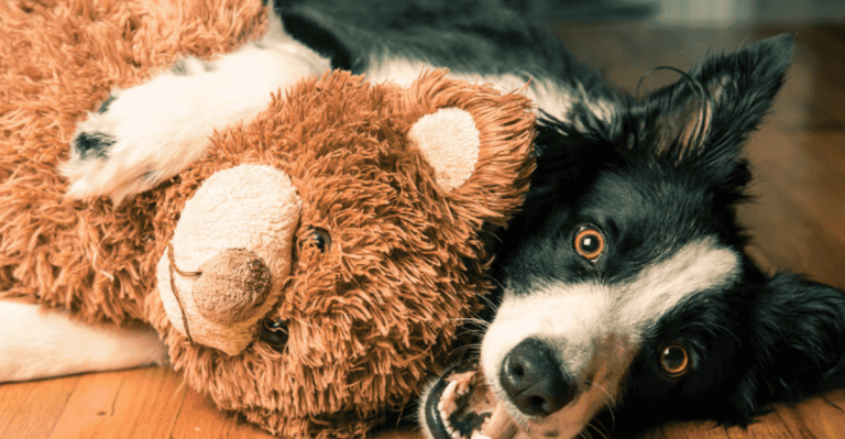 11 Breeds That Struggle the Most With Separation Anxiety