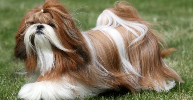 11 Dog Breeds That Look Like They Have a Personal Stylist