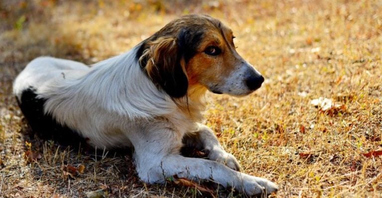 11 Little Behaviors That Mean Your Dog’s Not Listening to You
