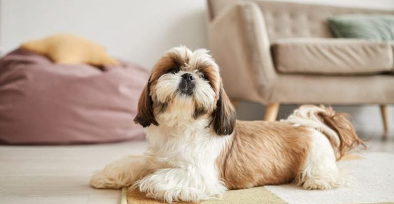 11 Low-Stress Dog Breeds That Fill Your Space with Warmth