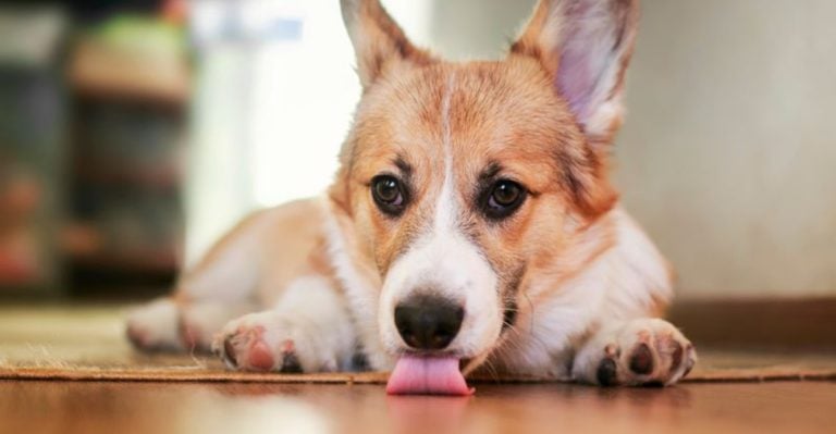 11 Signs Your Dog Is Emotionally Exhausted (and Needs Quiet)