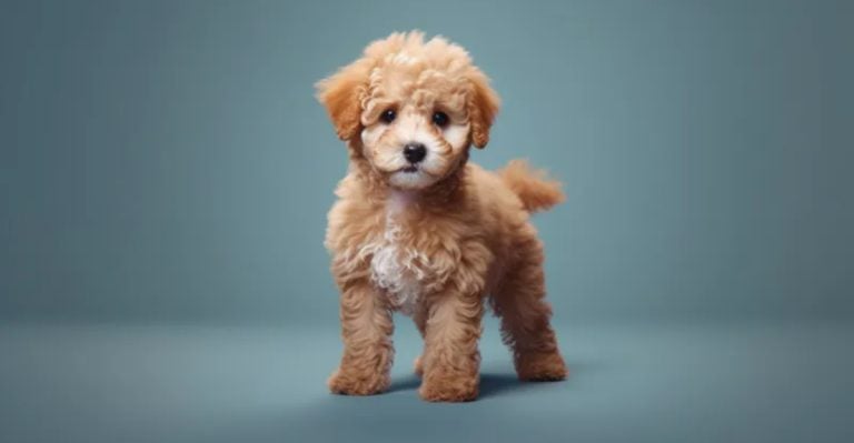 11 Tiny Dog Breeds with Giant Attitudes (and 6 Giant Dogs Who Think They’re Lap Pets)