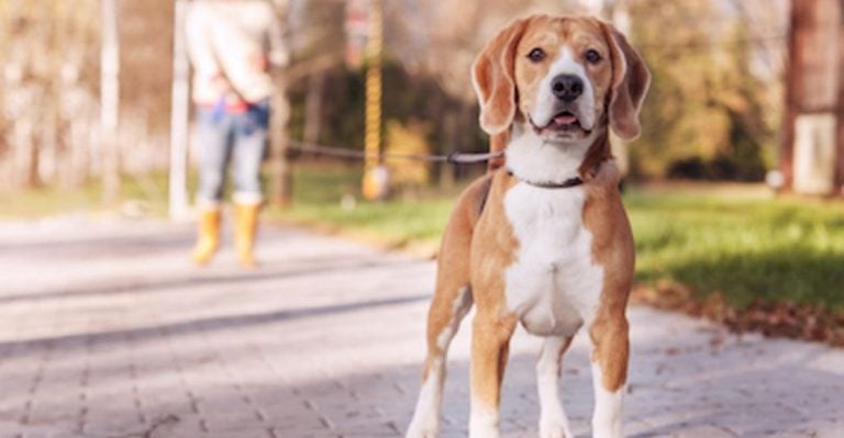 11 Ways Your Dog Says ‘I Trust You’—And 11 That Say ‘Not Yet’