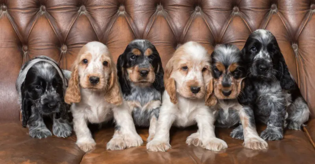 12 Amazing Dog Coat Colors and Patterns That Highlight Their Natural Beauty