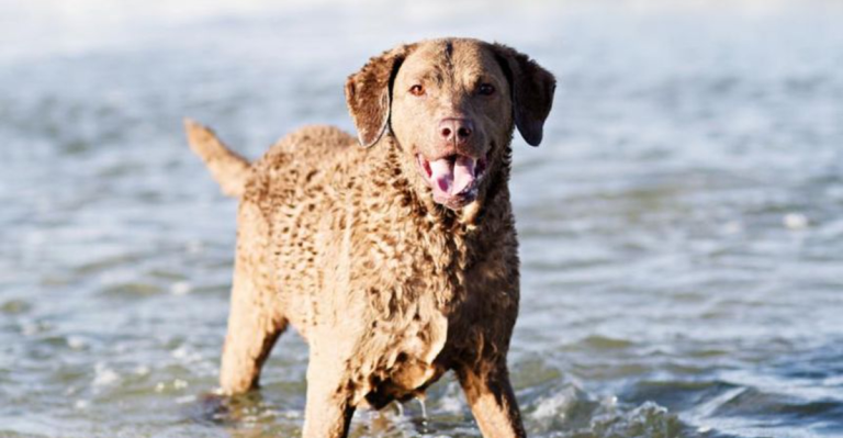 12 Dog Breeds That Are Just Like Labradors