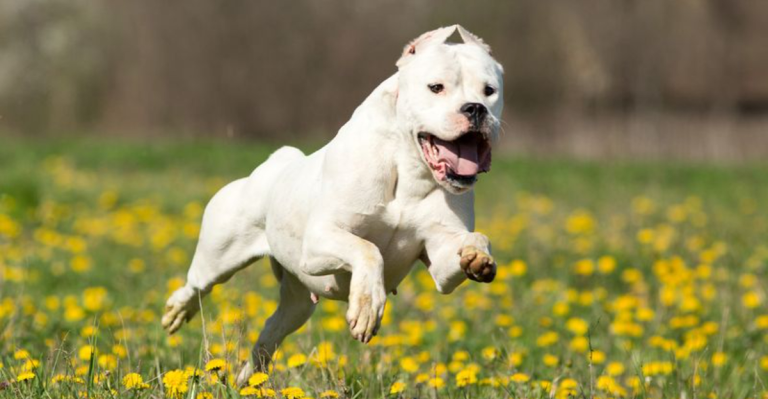 12 Dog Breeds That Are Just Too Intimidating for Indoor Life