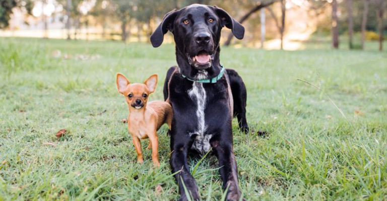 12 Essential Differences Between Owning a Small and a Large Dog