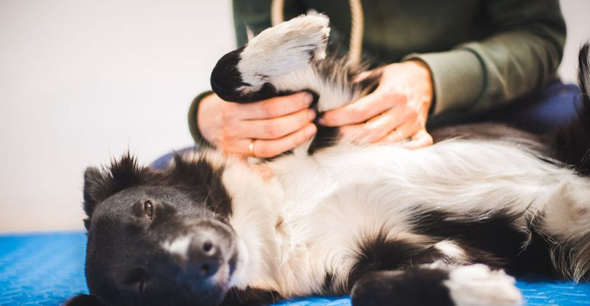 A closer look at Dried Grass For Dogs With Arthritis Pain Relief
