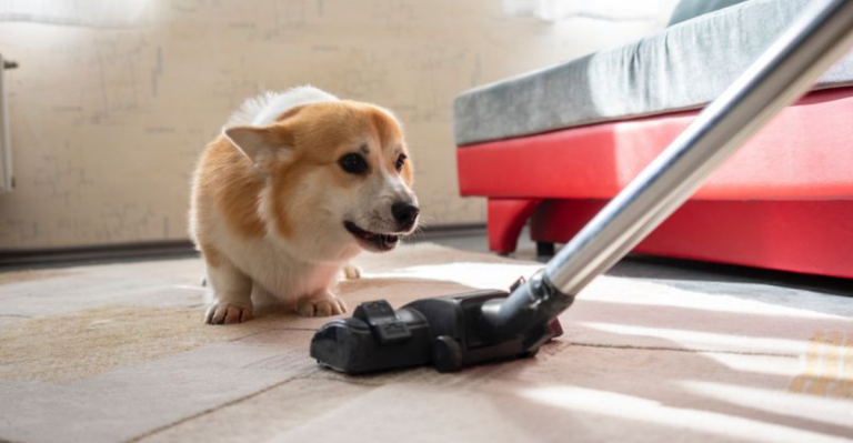 12 Sounds That Can Trigger Stress or Aggression in Dogs