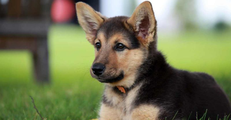 12 Things You Need To Know About The Miniature German Shepherd