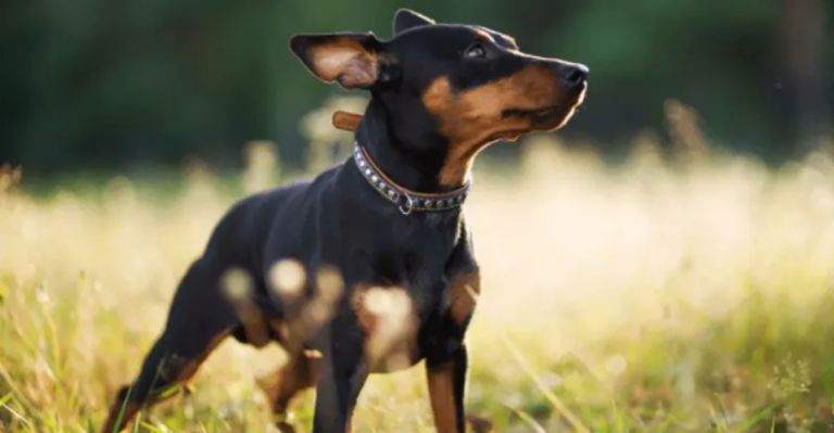 12 Tiny Dogs That Will Stand Their Ground Against Coyotes