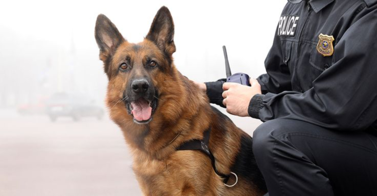 12 Types of Working Dogs That Make the World a Safer Place