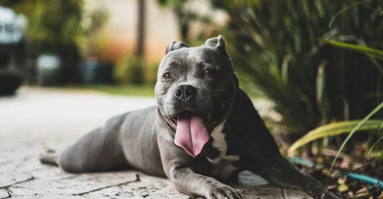 12 Dog Breeds Labeled ‘Dangerous’ That Are Actually Total Sweethearts
