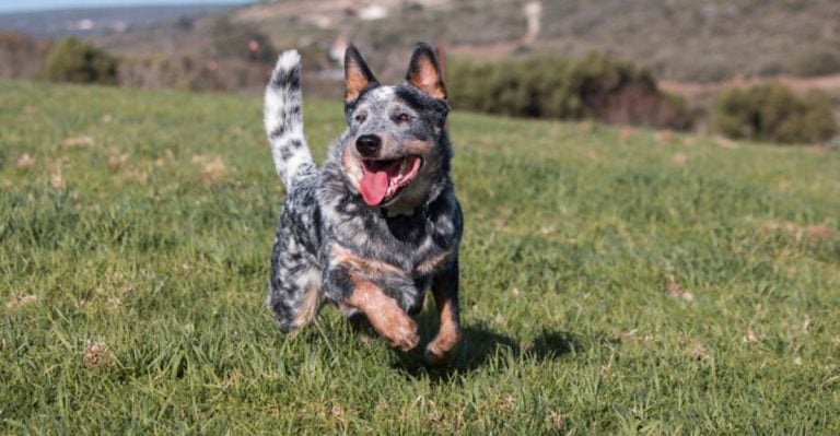 12 Dogs That Age Gracefully and Keep Their Puppy Spark for Years