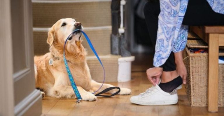 12 Fascinating Facts About Your Dog’s Self-Awareness