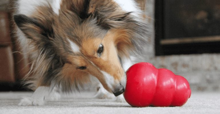 12 Genius Ways to Keep Your Puppy Busy While You Work from Home