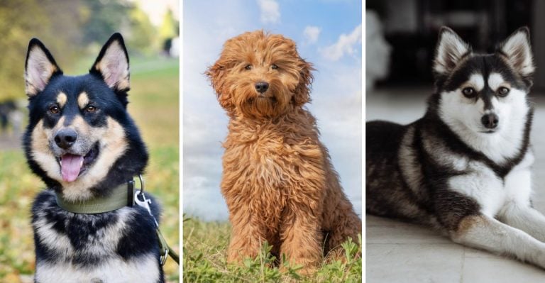 12 Mixed-Breed Dogs Who Will Love You More Than Life Itself