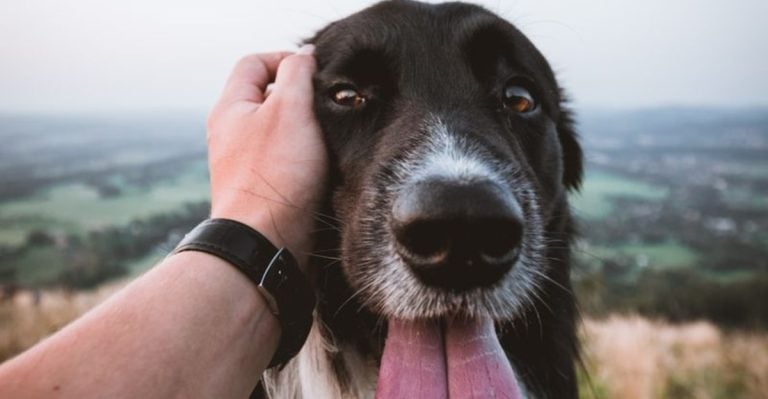 12 Signs Your Dog Feels Totally Safe and Loved in Your Home