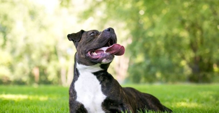 12 Silent Signs Your Pet Is Overheating—And You’re Missing Them