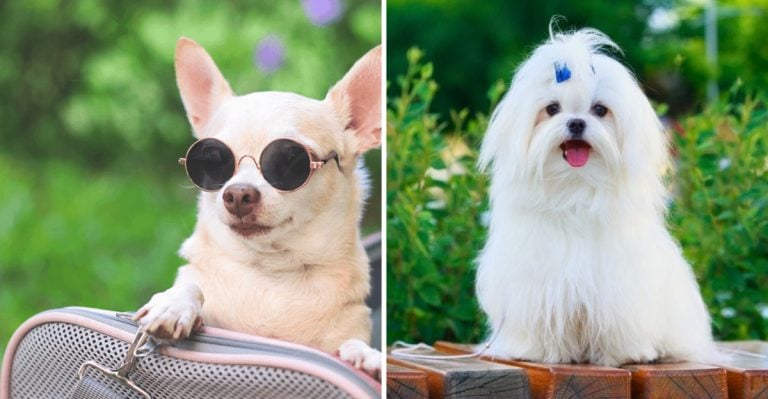 12 Small Breeds Vets Say Are the Most Stubborn—And 7 That Are a Breeze