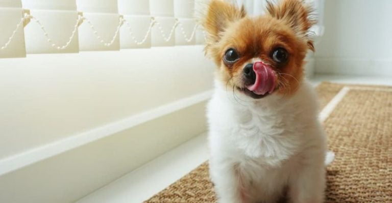12 Subtle Ways Your Dog Says “I’m Scared”