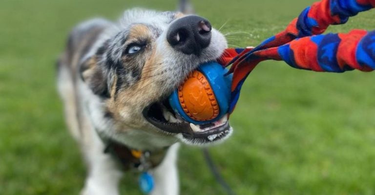 12 Things About Humans That Dogs Love and 6 That Drive Them Crazy