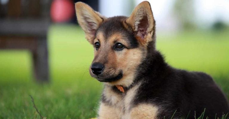 12 Things You Must Know Before Getting a Miniature German Shepherd