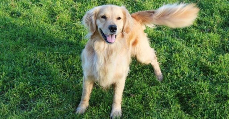 12 Things You Think You Know About Dogs—Debunked by Experts