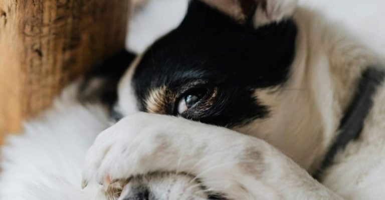 12 Warning Signs Your Dog Might Be Feeling Depressed