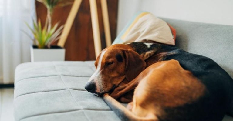 12 Ways to Keep Your Pet Happy, Healthy, and Thriving