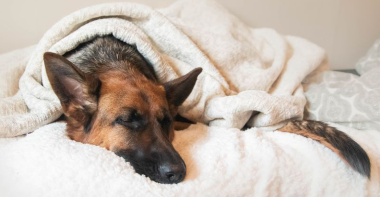 13 Dog Behaviors You Should Never Ignore Because They Might Be Warning Signs