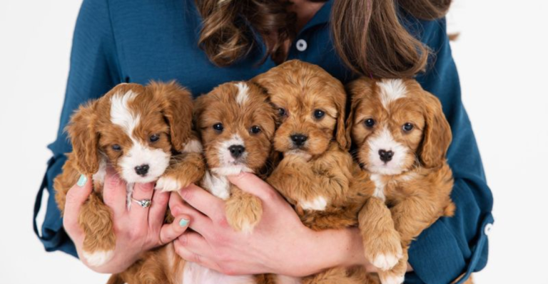 13 Doodle Crossbreeds That Will Steal Your Heart