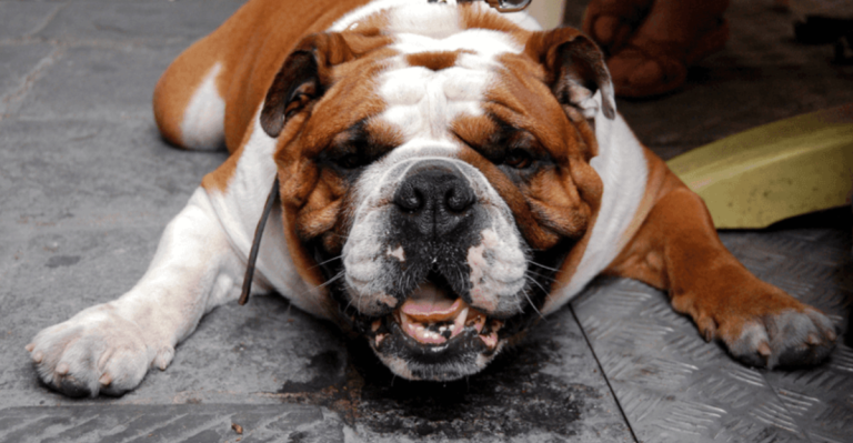 13 Hilarious Bulldog Struggles Every Owner Knows All Too Well